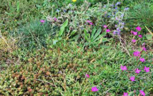 sedumgraskruidenmat onze sedummat met sedums en grassen en kruiden