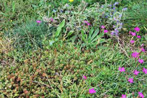 sedumgraskruidenmat onze sedummat met sedums en grassen en kruiden